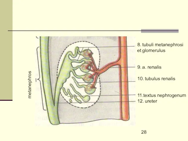 8. tubuli metanephrosi et glomerulus 9. a. renalis 10. tubulus renalis 11.textus nephrogenum 12. ureter metanephros