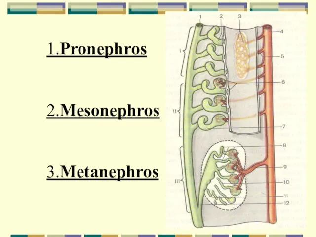 1.Pronephros 2.Mesonephros 3.Metanephros