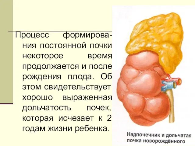 Процесс формирова-ния постоянной почки некоторое время продолжается и после рождения плода. Об