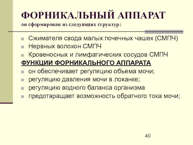 ФОРНИКАЛЬНЫЙ АППАРАТ он сформирован из следующих структур: Сжимателя свода малых почечных чашек