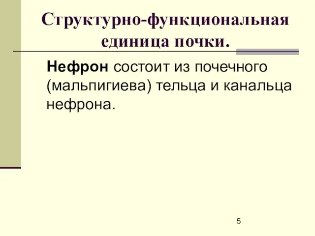 Структурно-функциональная единица почки. Нефрон состоит из почечного (мальпигиева) тельца и канальца нефрона.