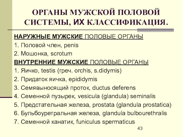 ОРГАНЫ МУЖСКОЙ ПОЛОВОЙ СИСТЕМЫ, ИХ КЛАССИФИКАЦИЯ. НАРУЖНЫЕ МУЖСКИЕ ПОЛОВЫЕ ОРГАНЫ 1. Половой