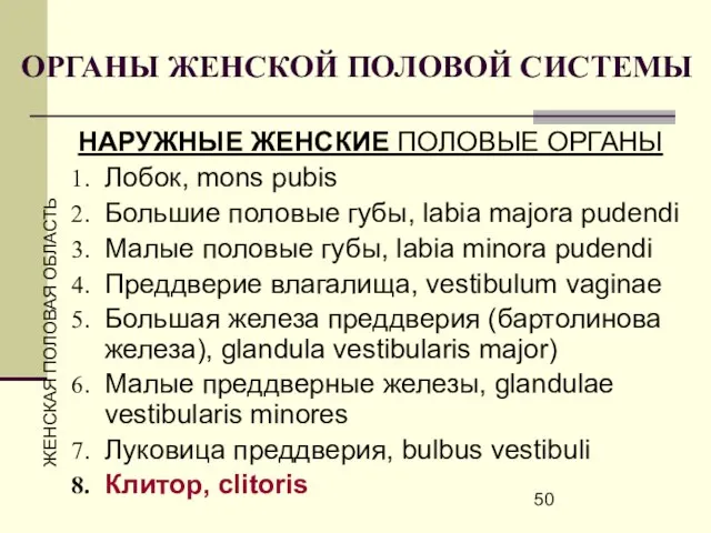 ОРГАНЫ ЖЕНСКОЙ ПОЛОВОЙ СИСТЕМЫ НАРУЖНЫЕ ЖЕНСКИЕ ПОЛОВЫЕ ОРГАНЫ Лобок, mons pubis Большие