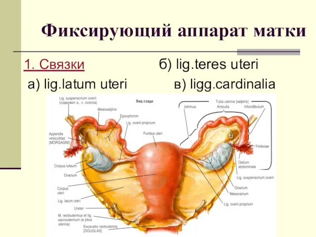 Фиксирующий аппарат матки 1. Связки б) lig.teres uteri а) lig.latum uteri в) ligg.cardinalia