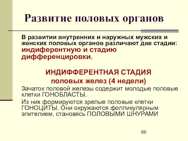 Развитие половых органов В развитии внутренних и наружных мужских и женских половых