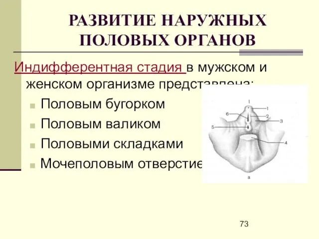 РАЗВИТИЕ НАРУЖНЫХ ПОЛОВЫХ ОРГАНОВ Индифферентная стадия в мужском и женском организме представлена: