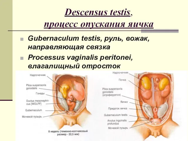 Descensus testis, процесс опускания яичка Gubernaculum testis, руль, вожак, направляющая связка Processus vaginalis peritonei, влагалищный отросток