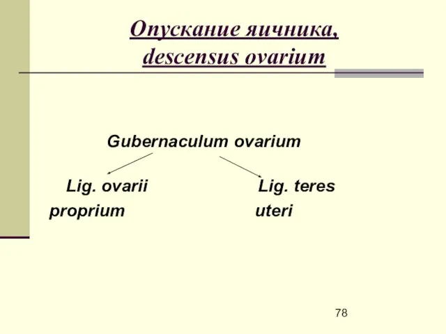 Опускание яичника, descensus ovarium Gubernaculum ovarium Lig. ovarii Lig. teres proprium uteri