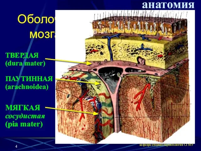 кафедра оториноларингологии СГМУ анатомия ПАУТИННАЯ (arachnoidea) Оболочки мозга ТВЕРДАЯ (dura mater) МЯГКАЯ сосудистая (pia mater)