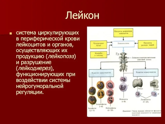 Лейкон система циркулирующих в периферической крови лейкоцитов и органов, осуществляющих их продукцию