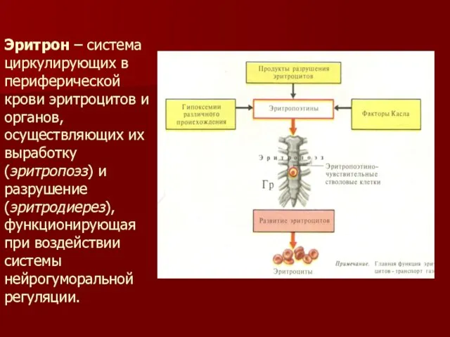 Эритрон – система циркулирующих в периферической крови эритроцитов и органов, осуществляющих их