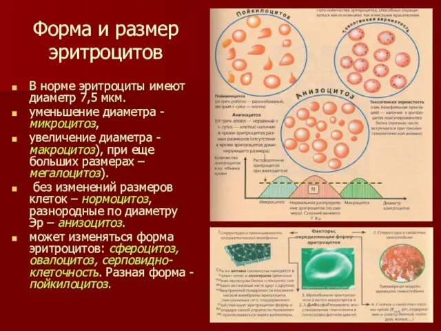 Форма и размер эритроцитов В норме эритроциты имеют диаметр 7,5 мкм. уменьшение