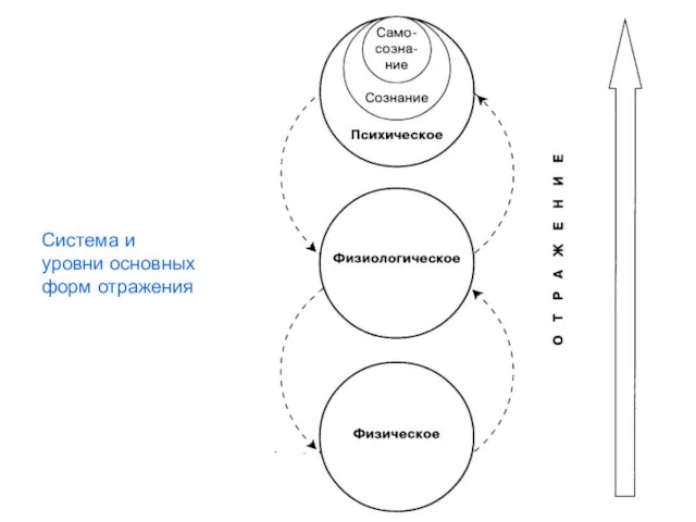 Система и уровни основных форм отражения