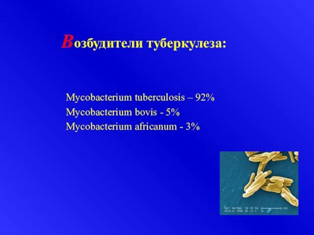 Возбудители туберкулеза: Mycobacterium tuberculosis – 92% Mycobacterium bovis - 5% Mycobacterium africanum - 3%