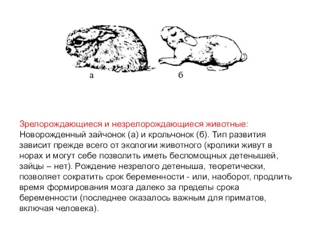 Зрелорождающиеся и незрелорождающиеся животные: Новорожденный зайчонок (а) и крольчонок (б). Тип развития