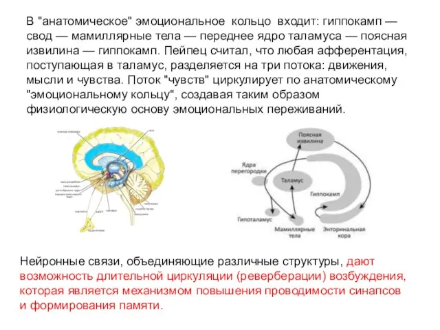 В "анатомическое" эмоциональное кольцо входит: гиппокамп — свод — мамиллярные тела —