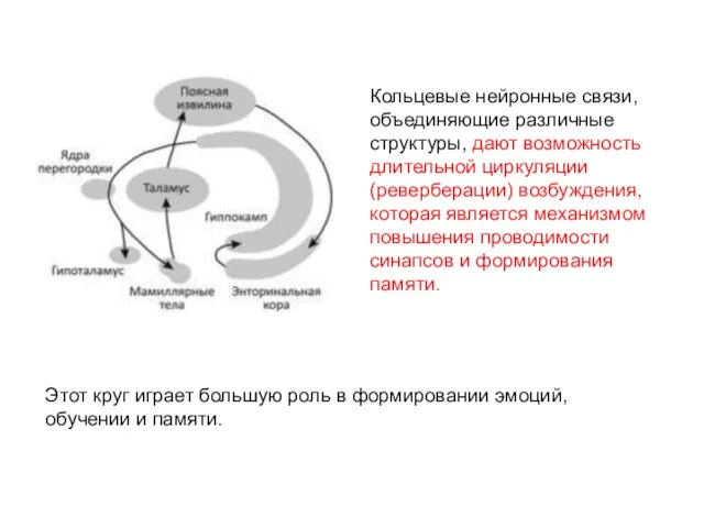 Кольцевые нейронные связи, объединяющие различные структуры, дают возможность длительной циркуляции (реверберации) возбуждения,