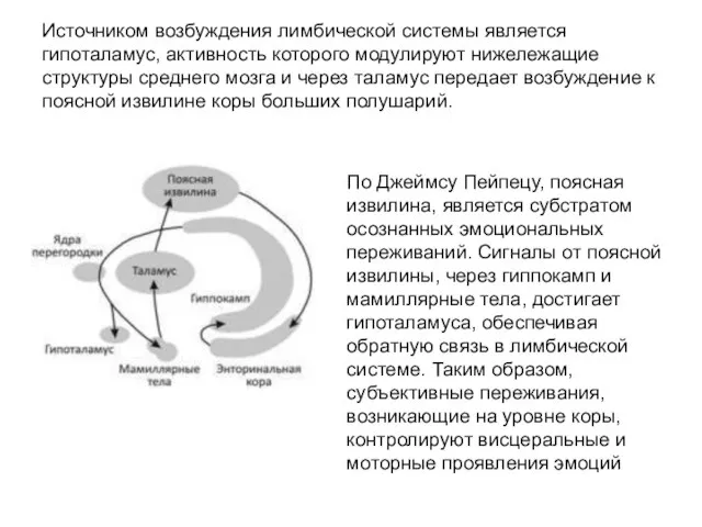 Источником возбуждения лимбической системы является гипоталамус, активность которого модулируют нижележащие структуры среднего