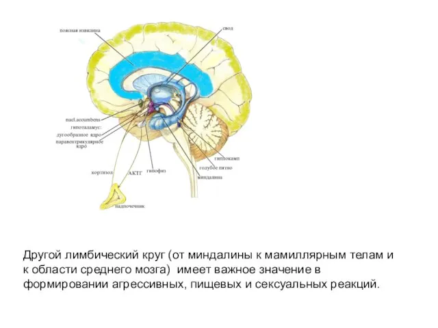 Другой лимбический круг (от миндалины к мамиллярным телам и к области среднего