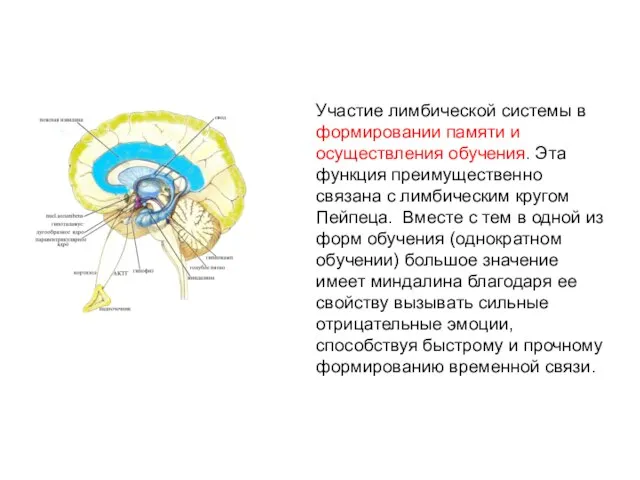 Участие лимбической системы в формировании памяти и осуществления обучения. Эта функция преимущественно