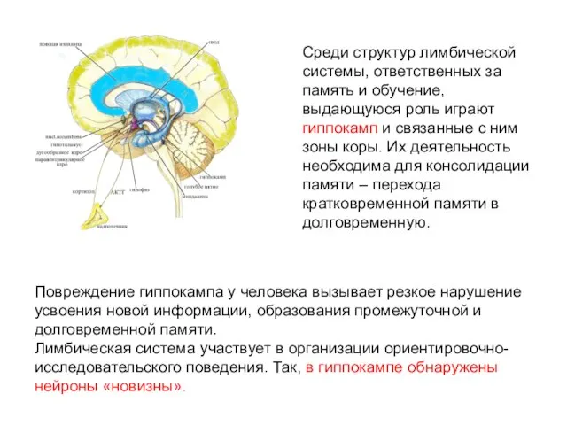 Среди структур лимбической системы, ответственных за память и обучение, выдающуюся роль играют