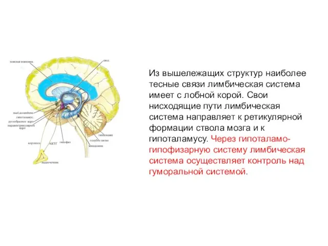 Из вышележащих структур наиболее тесные связи лимбическая система имеет с лобной корой.