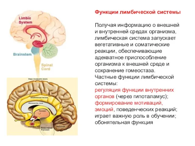 Функции лимбической системы Получая информацию о внешней и внутренней средах организма, лимбическая