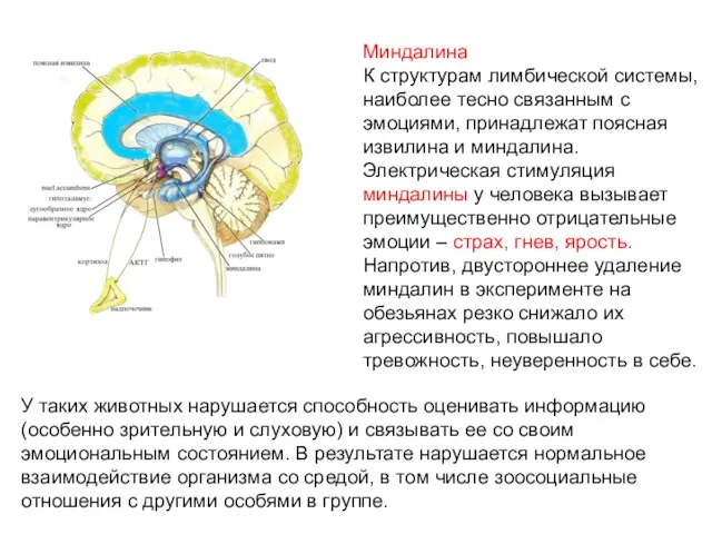 Миндалина К структурам лимбической системы, наиболее тесно связанным с эмоциями, принадлежат поясная