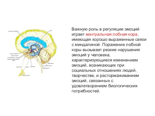 Важную роль в регуляции эмоций играет вентральная лобная кора, имеющая хорошо выраженные