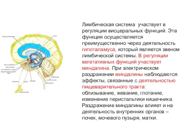 Лимбическая система участвует в регуляции висцеральных функций. Эта функция осуществляется преимущественно через