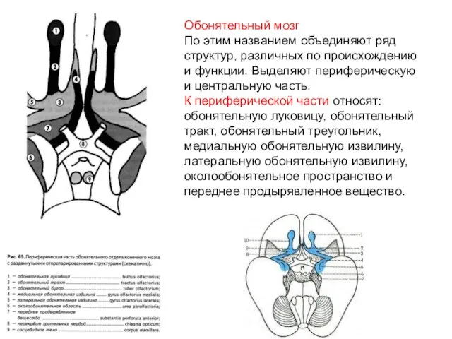 Обонятельный мозг По этим названием объединяют ряд структур, различных по происхождению и