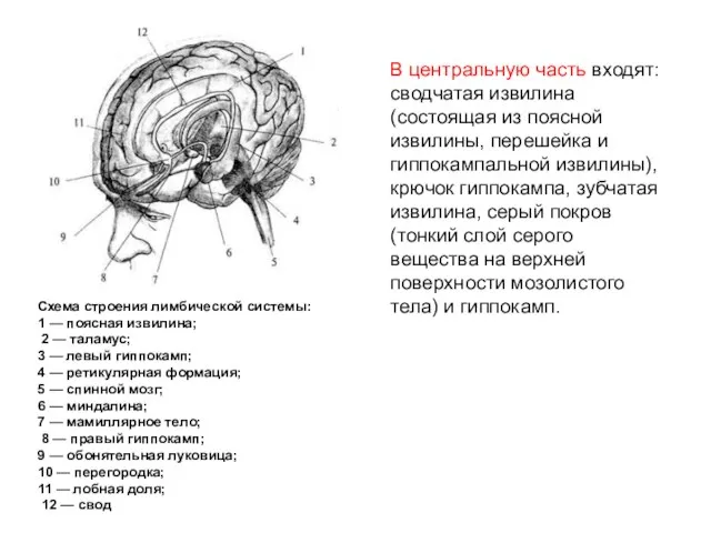 В центральную часть входят: сводчатая извилина (состоящая из поясной извилины, перешейка и