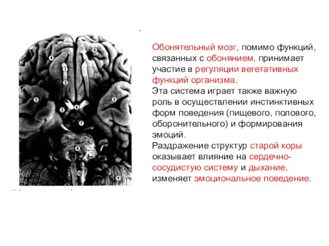 Обонятельный мозг, помимо функций, связанных с обонянием, принимает участие в регуляции вегетативных