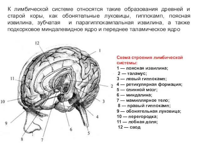 Схема строения лимбической системы: 1 — поясная извилина; 2 — таламус; 3