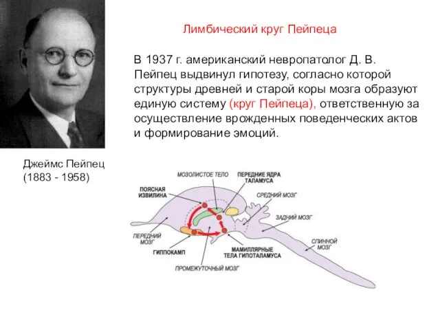 В 1937 г. американский невропатолог Д. В. Пейпец выдвинул гипотезу, согласно которой