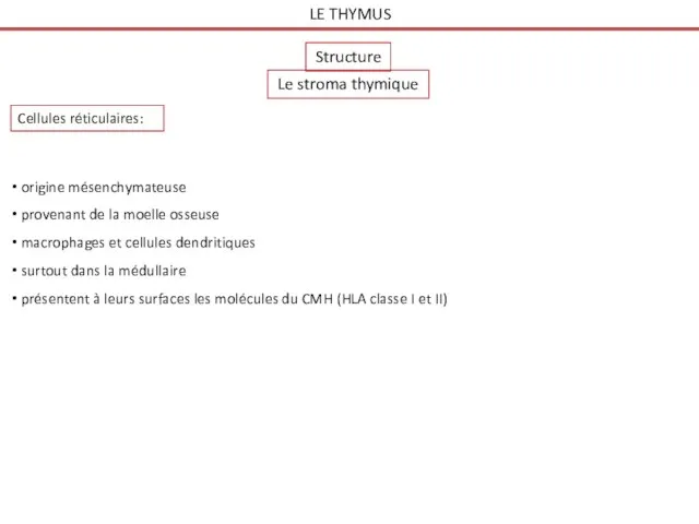 LE THYMUS Structure Le stroma thymique Cellules réticulaires: origine mésenchymateuse provenant de