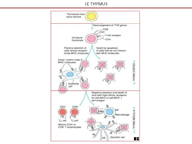 LE THYMUS Structure Le compartiment lymphoïde La sélection intra-thymique