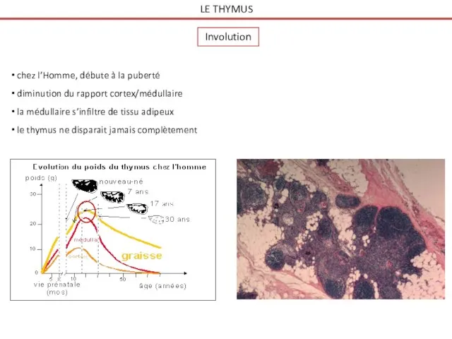 LE THYMUS Involution chez l’Homme, débute à la puberté diminution du rapport