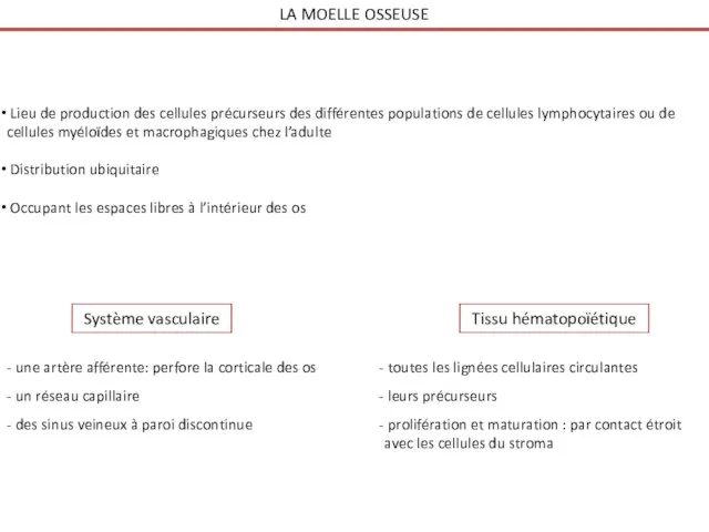 LA MOELLE OSSEUSE Lieu de production des cellules précurseurs des différentes populations