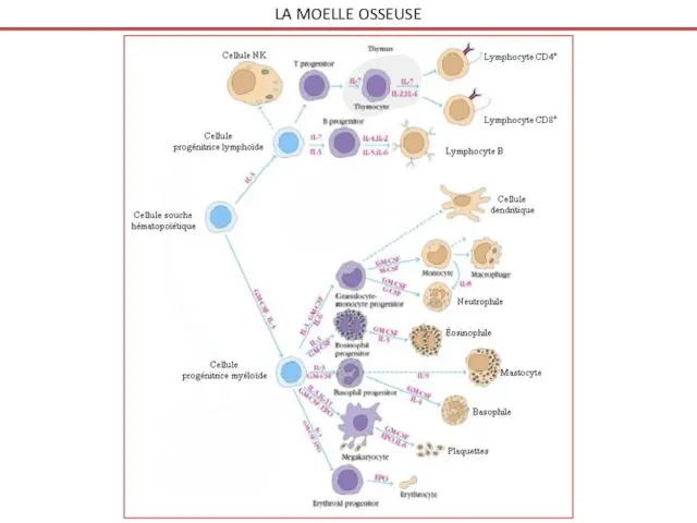 LA MOELLE OSSEUSE