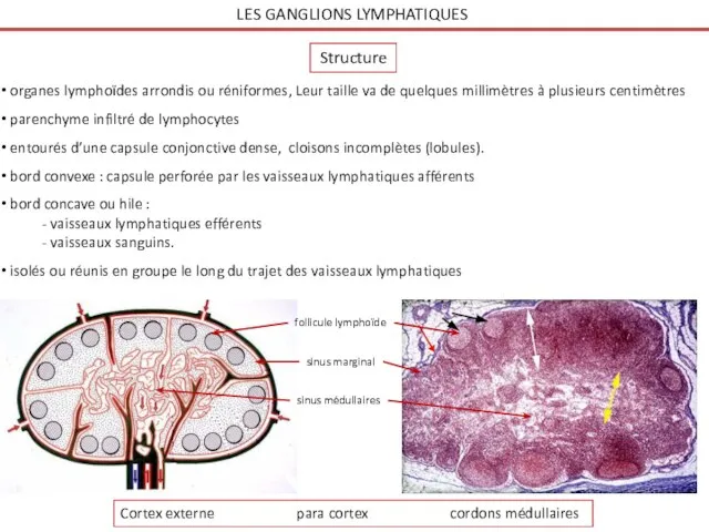 LES GANGLIONS LYMPHATIQUES organes lymphoïdes arrondis ou réniformes, Leur taille va de