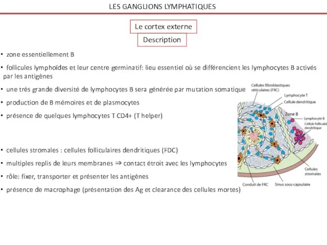 LES GANGLIONS LYMPHATIQUES Le cortex externe zone essentiellement B follicules lymphoïdes et