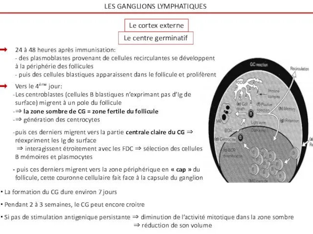 LES GANGLIONS LYMPHATIQUES Le cortex externe Le centre germinatif 24 à 48