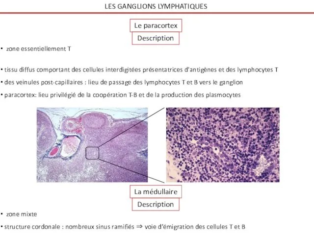 LES GANGLIONS LYMPHATIQUES Le paracortex Description zone essentiellement T tissu diffus comportant