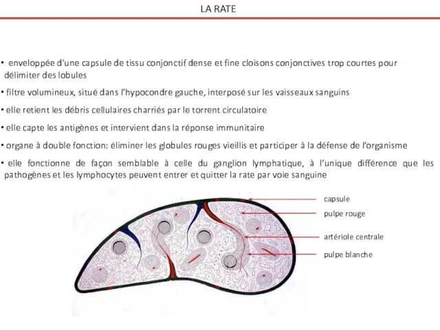 LA RATE enveloppée d'une capsule de tissu conjonctif dense et fine cloisons