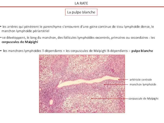 les artères qui pénètrent le parenchyme s'entourent d'une gaine continue de tissu