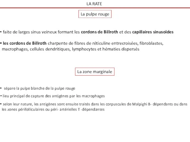 LA RATE La pulpe rouge faite de larges sinus veineux formant les