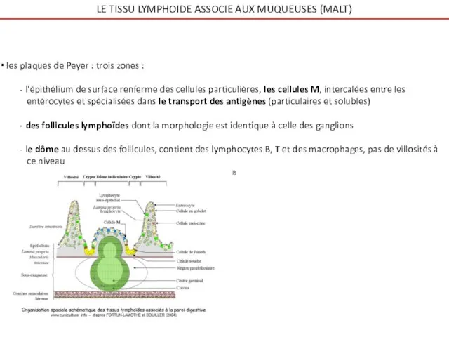 les plaques de Peyer : trois zones : - l'épithélium de surface