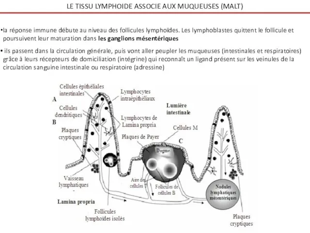 LE TISSU LYMPHOIDE ASSOCIE AUX MUQUEUSES (MALT) la réponse immune débute au