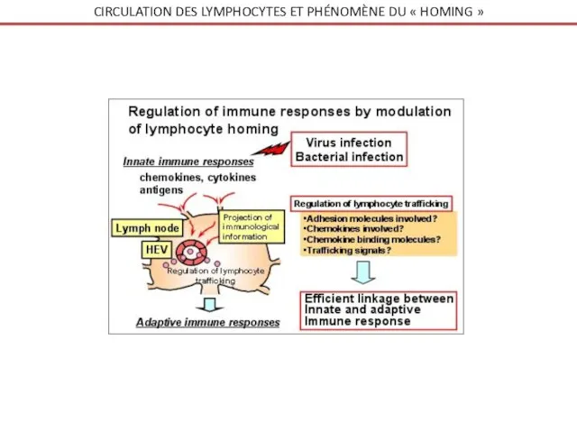 CIRCULATION DES LYMPHOCYTES ET PHÉNOMÈNE DU « HOMING »